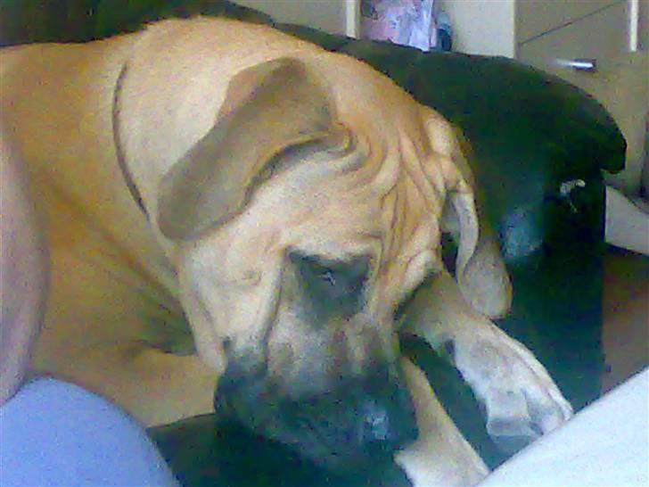 Blanding af racer Ida - nyt billede 7