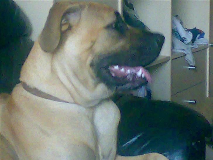 Blanding af racer Ida - nyt billede 8