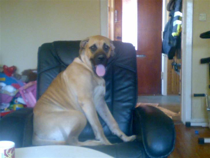 Blanding af racer Ida - hallo, i´m queen of this world billede 9