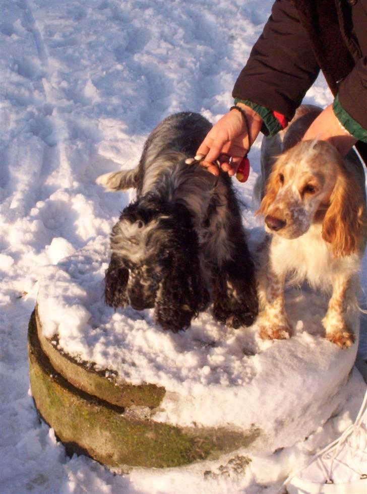 Cocker spaniel :)nuggi  RIP billede 13