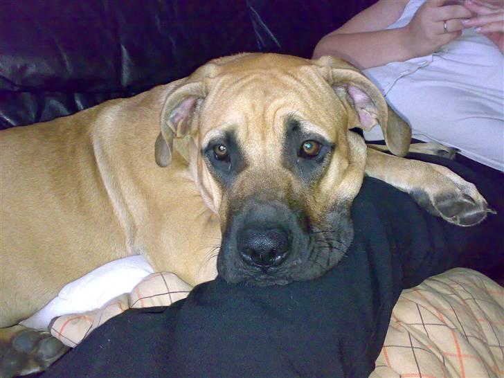 Blanding af racer Ida - ihhhh... kæl mig så moar! billede 10