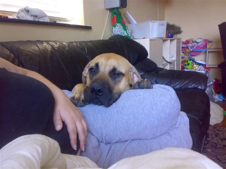 Blanding af racer Ida - Fsss... ingen ser ynkelige lille mig:( billede 11