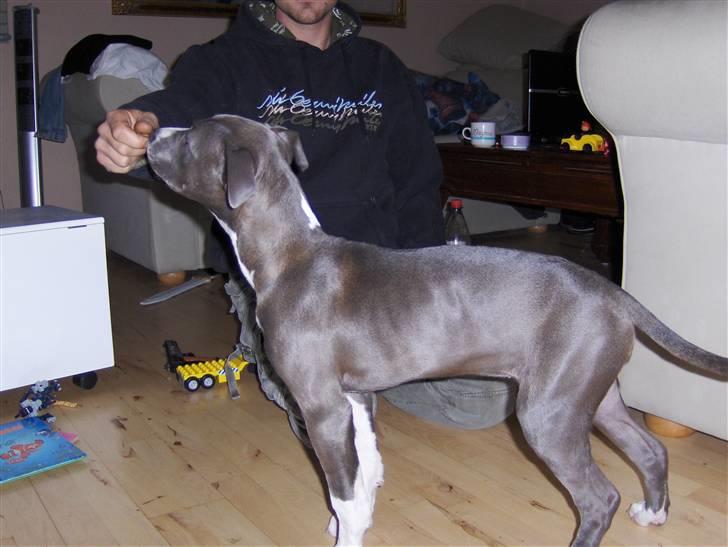 Amerikansk staffordshire terrier minna billede 4