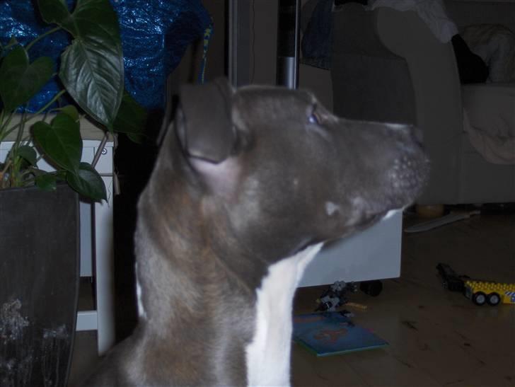 Amerikansk staffordshire terrier minna billede 5
