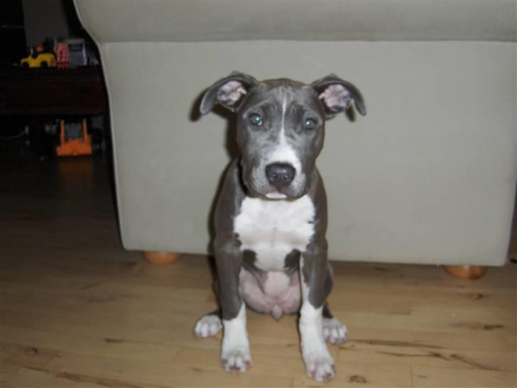 Amerikansk staffordshire terrier minna billede 6