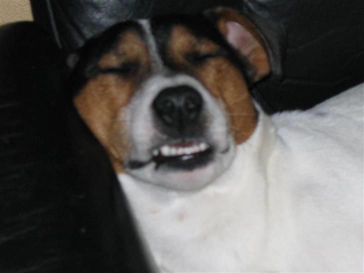 Jack russell terrier Milo - Milo drømmer vidst noget sjovt... billede 7