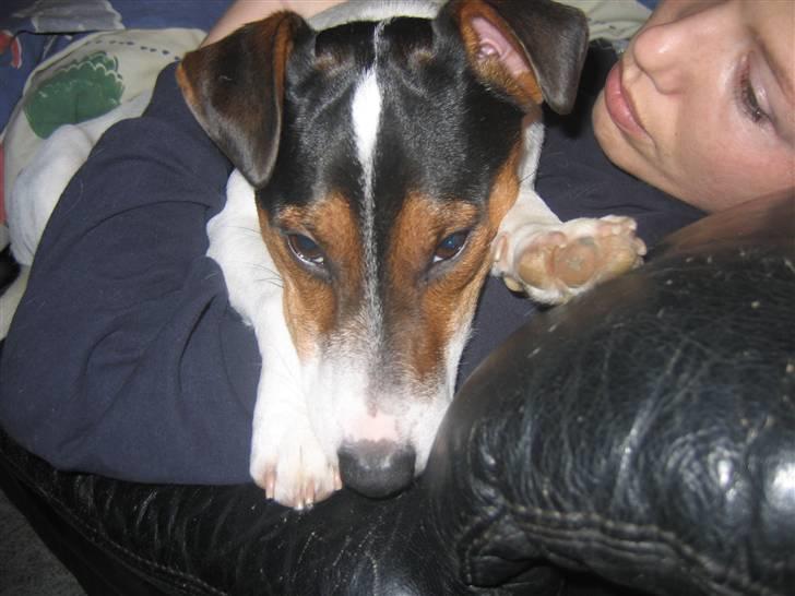 Jack russell terrier Milo - Træt Milo hyger ved mor... billede 8
