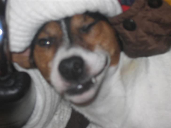 Jack russell terrier Milo - Ehh.. Ingen komentarer... billede 9