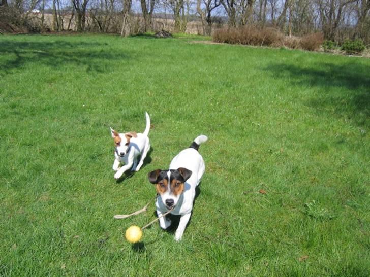 Jack russell terrier Milo - Leger i haven med Cirkeline billede 10