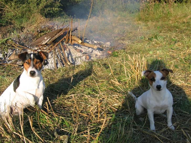 Jack russell terrier Milo - Milo og Cirkeline passer bålet... billede 11