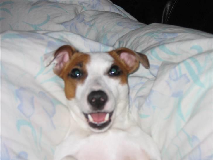 Jack russell terrier Cirkeline - Hygger ved mor... billede 10