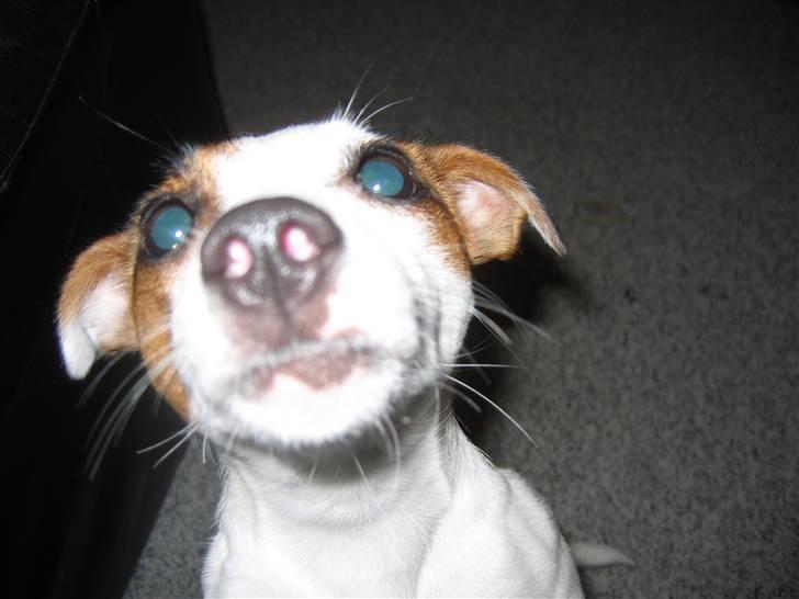 Jack russell terrier Cirkeline - "Mor se, jeg kan ligne et rumvæsen, tror jeg...." billede 11