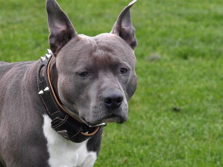 Amerikansk staffordshire terrier Devils Blue Rock (tyson) billede 20