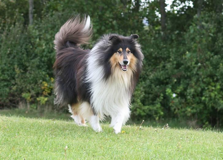 Collie langhåret Tjalfe billede 10