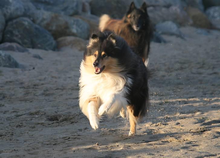 Collie langhåret Tjalfe billede 11