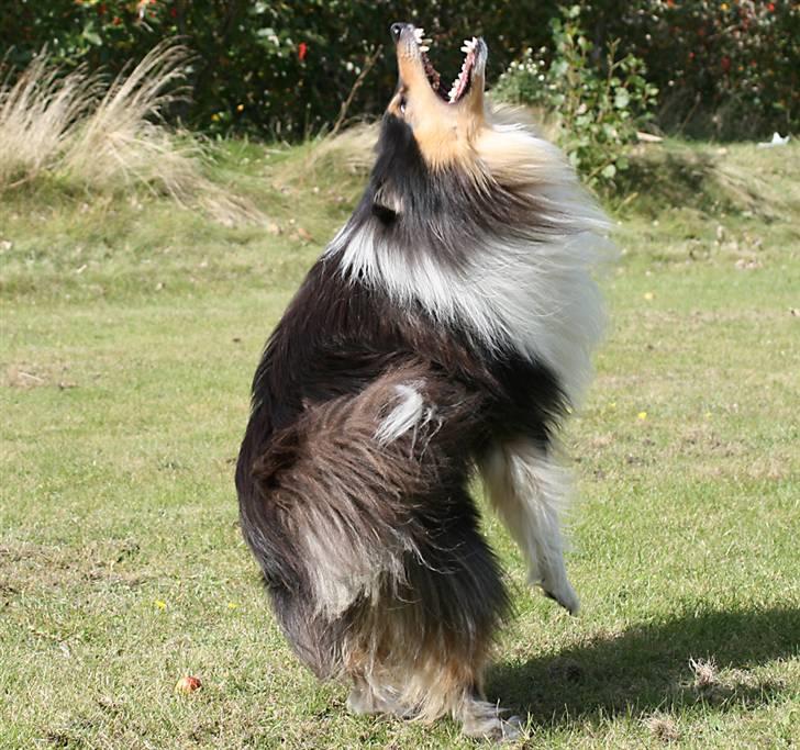 Collie langhåret Tjalfe billede 13