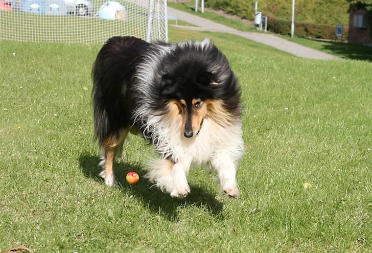 Collie langhåret Tjalfe billede 15