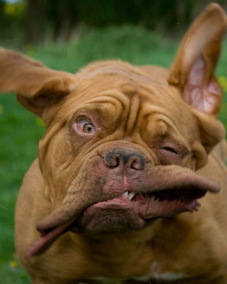 Dogue de bordeaux Doguehill´s Cheri - Doguehill´s Cheri - Robber Dog................. ;) billede 1