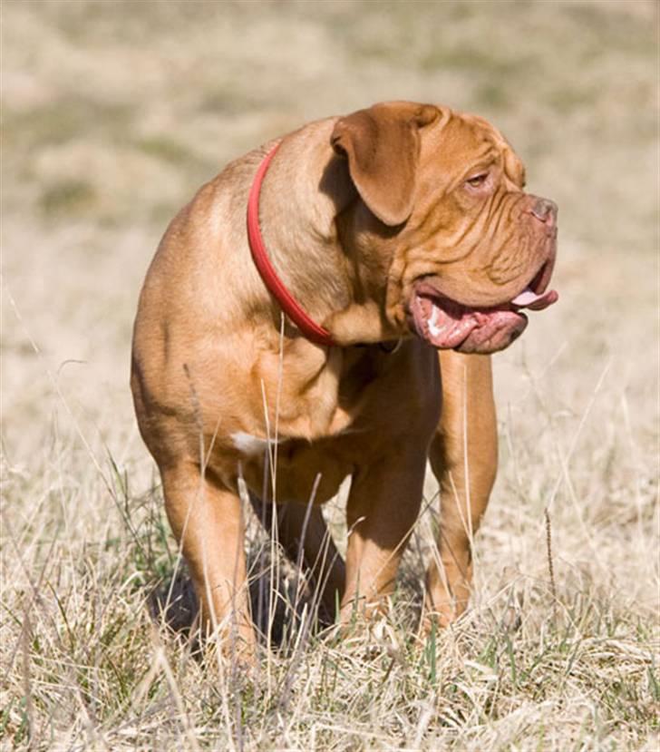 Dogue de bordeaux Doguehill´s Cheri billede 2