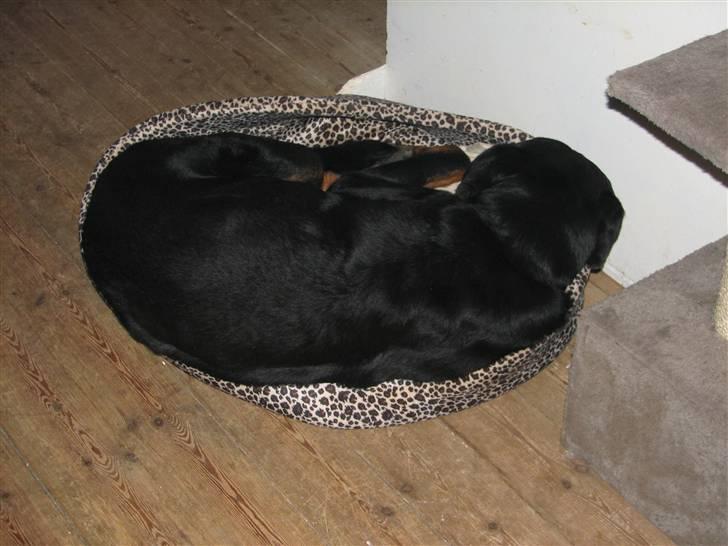 Rottweiler scago  - Jeg kan lige være her, så må kattende finde sig et andet sted at ligge:-) billede 16
