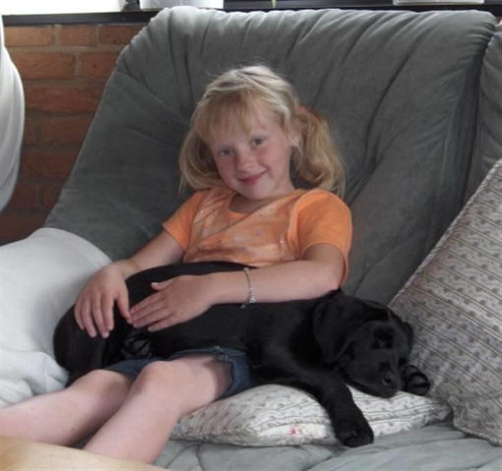 Labrador retriever Max - Stinna og Max hygger i sofaen, her han ca. 4,5 mdr. billede 8