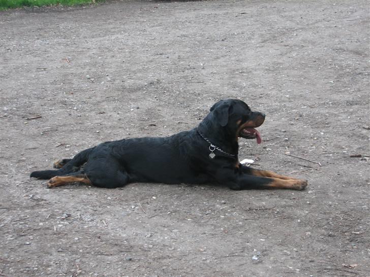 Rottweiler scago  - TOTAL afslapning efter skovtur....:-) billede 17