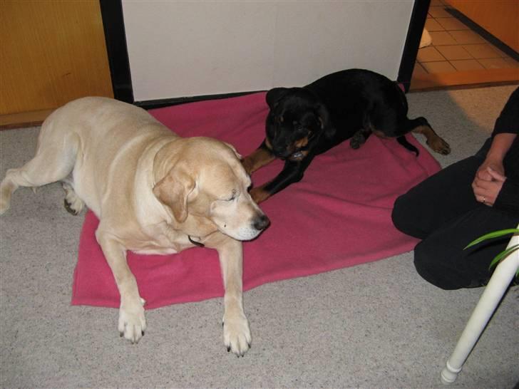 Rottweiler malou - her er hun sammen med en hund igen billede 7