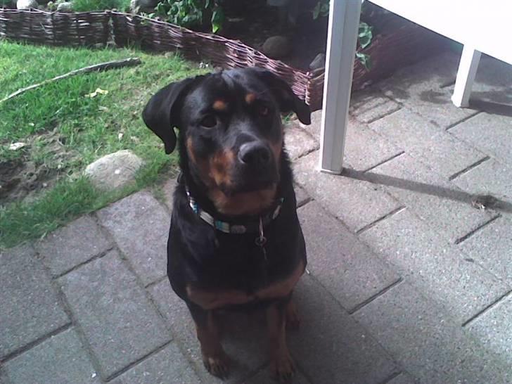 Rottweiler malou - maalou(; billede 8