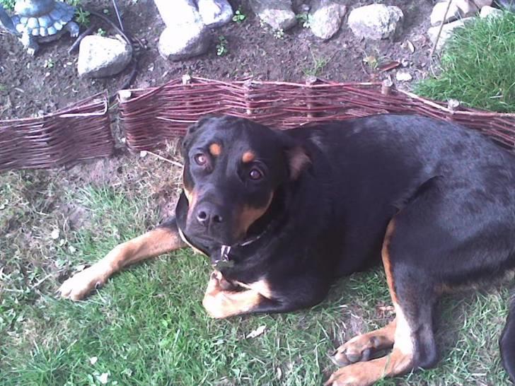 Rottweiler malou - malouu billede 9