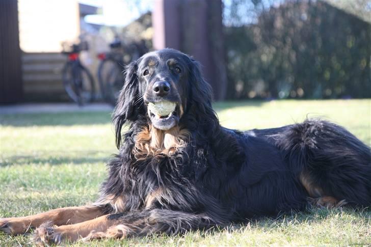 Hovawart Menia -  nårh musse hvor er du nuttet  billede 1