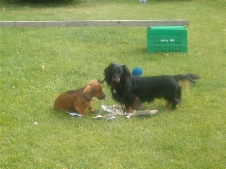 Dværggravhund Oskar - Oskar som hvalp, her sammen med sin far Sigurd. :) billede 7