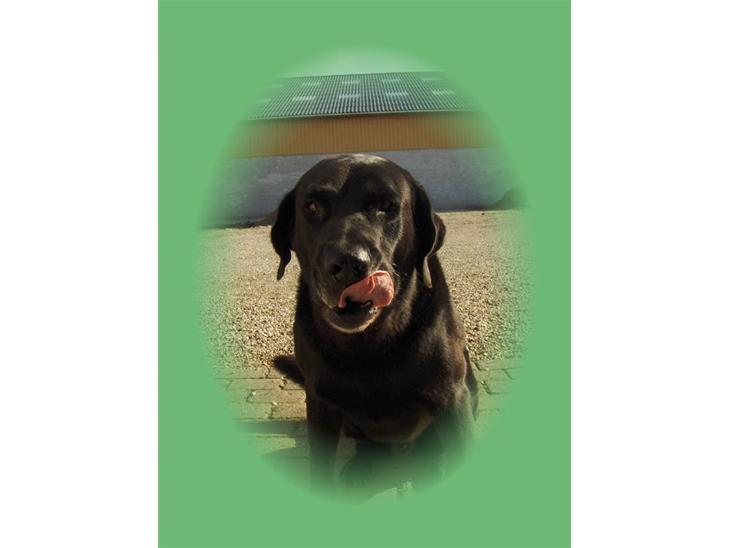 Labrador retriever Balder*R.I.P* billede 1