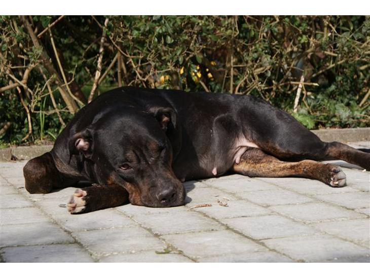 Blanding af racer Bella R.I.P. - smukke mig billede 1