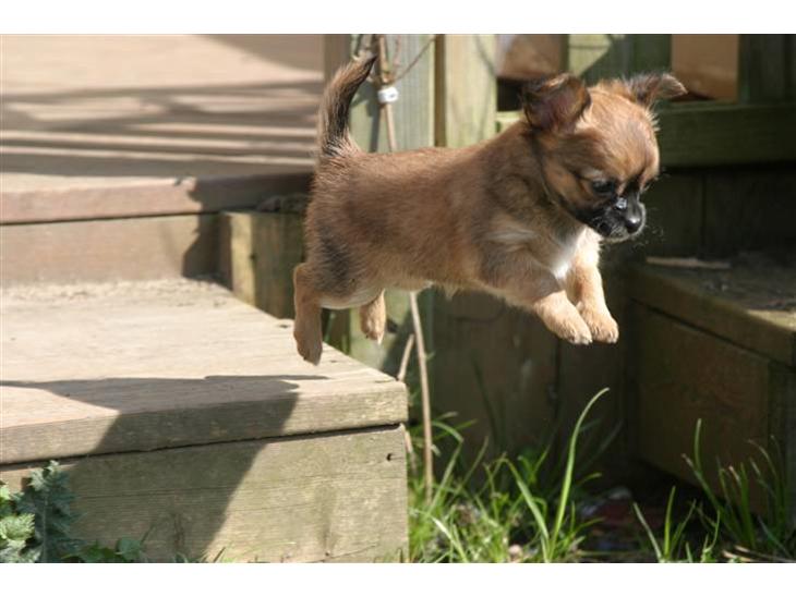 {{currentPhoto.altText}} billede {{currentPhoto.number}}