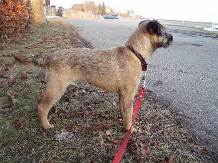 Border terrier Lykke (mors) billede 1