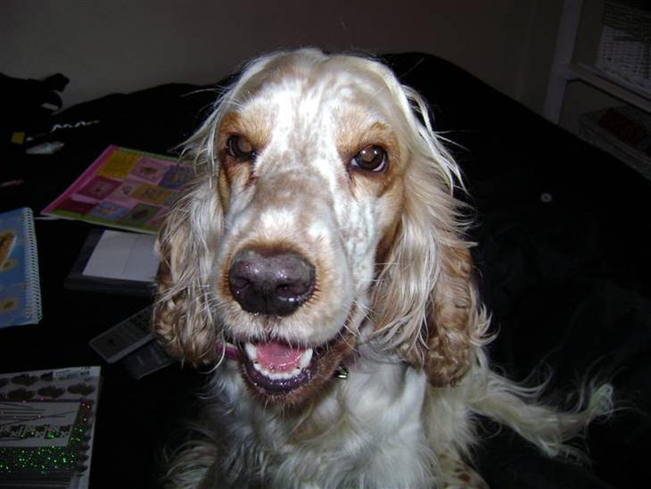 Cocker spaniel Mille - Mille. Ligner det ikke lidt, at hun smiler? (: billede 1