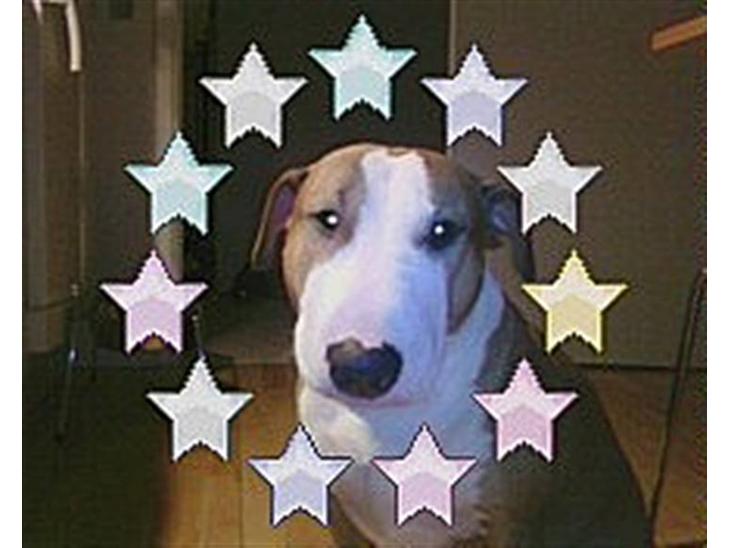 Blanding af racer (bullterrier) Gizmo R.I.P billede 1