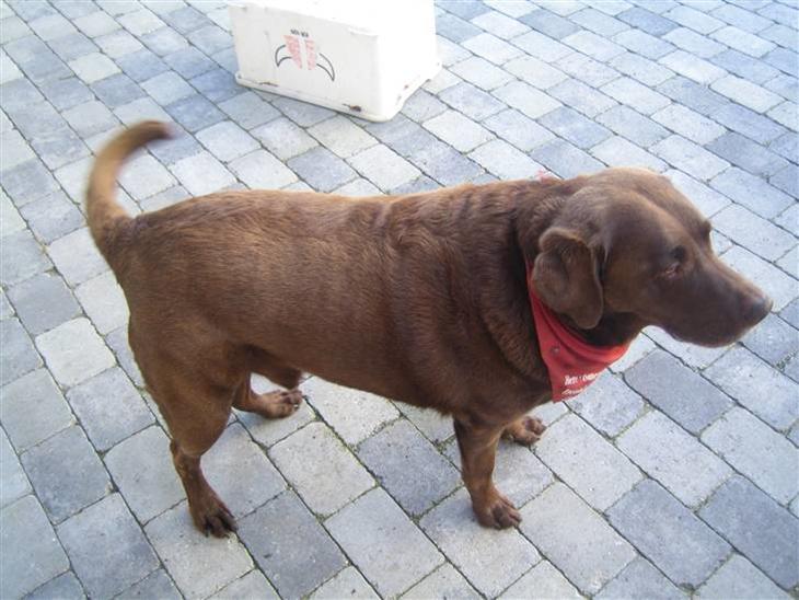 {{currentPhoto.altText}} billede {{currentPhoto.number}}