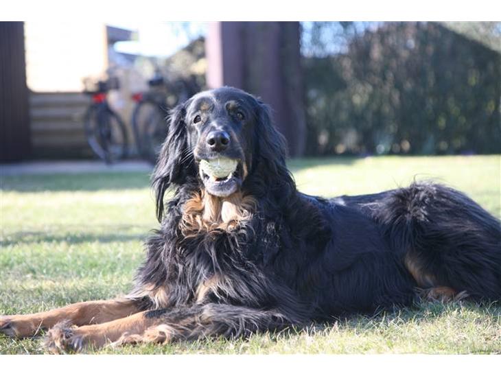 {{currentPhoto.altText}} billede {{currentPhoto.number}}