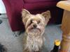 Yorkshire terrier Krümmel !!død!! [ Himmelhund]