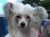 Chinese crested hårløs Clare