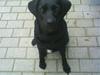Labrador retriever mOlly  [ Himmelhund]