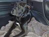 Blanding af racer Koda
