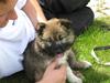 Islandsk fårehund Fála