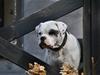 Amerikansk bulldog Bearta