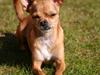 Chihuahua Lucius