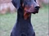 Dobermann Alfa R.I.P. [ Himmelhund]