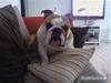Engelsk bulldog J.J Kaldt Pølle.