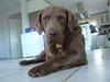 Chesapeake bay retriever Workmate Danish Dynamite Chesapeake bay retriever Workmate Danish Dynamite