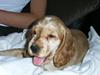 Cocker spaniel Molly 